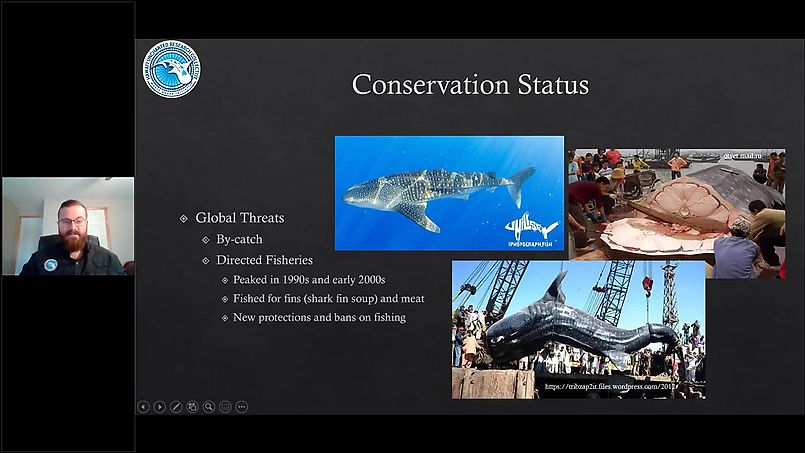 Whale Sharks of Hawai'i for NOAA's Webinar Series